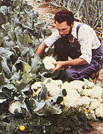 The Lazy Lady's Low Maintenance Garden Image
